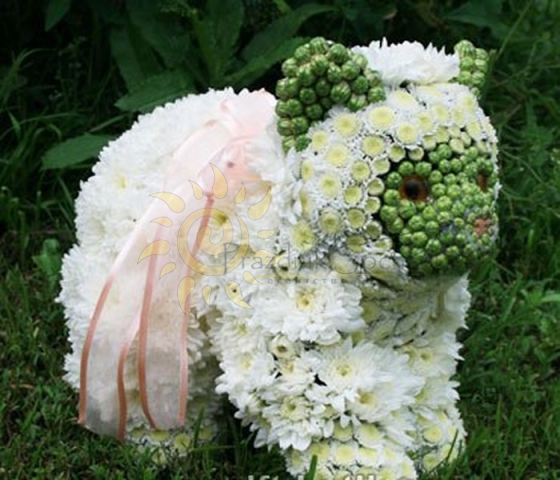 Кот